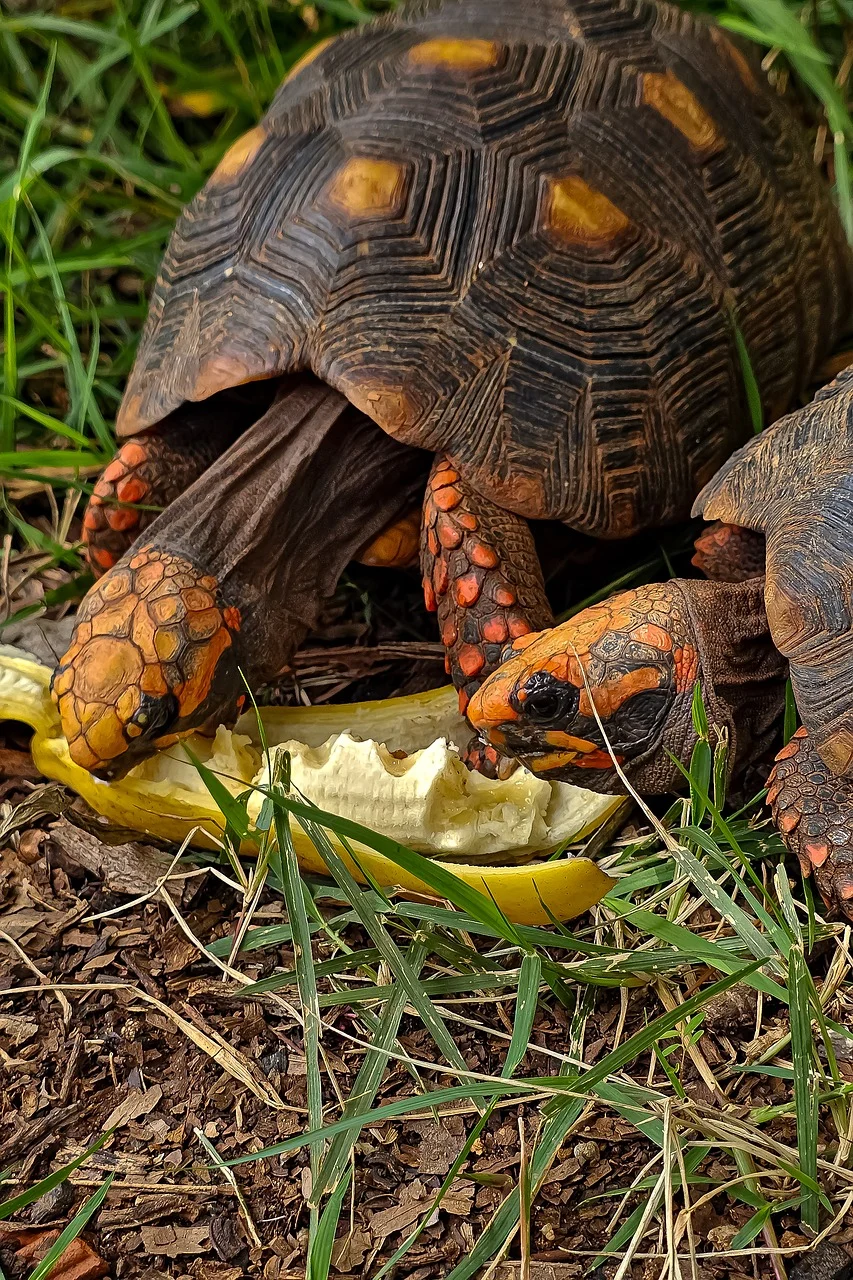 Tortoise